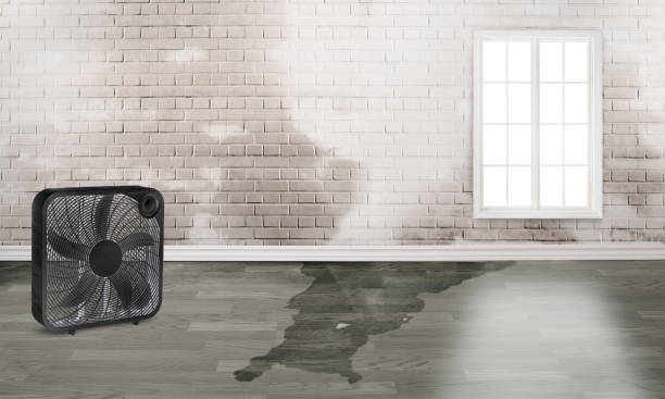 Best Water damage restoration near me  in Clayton, DE